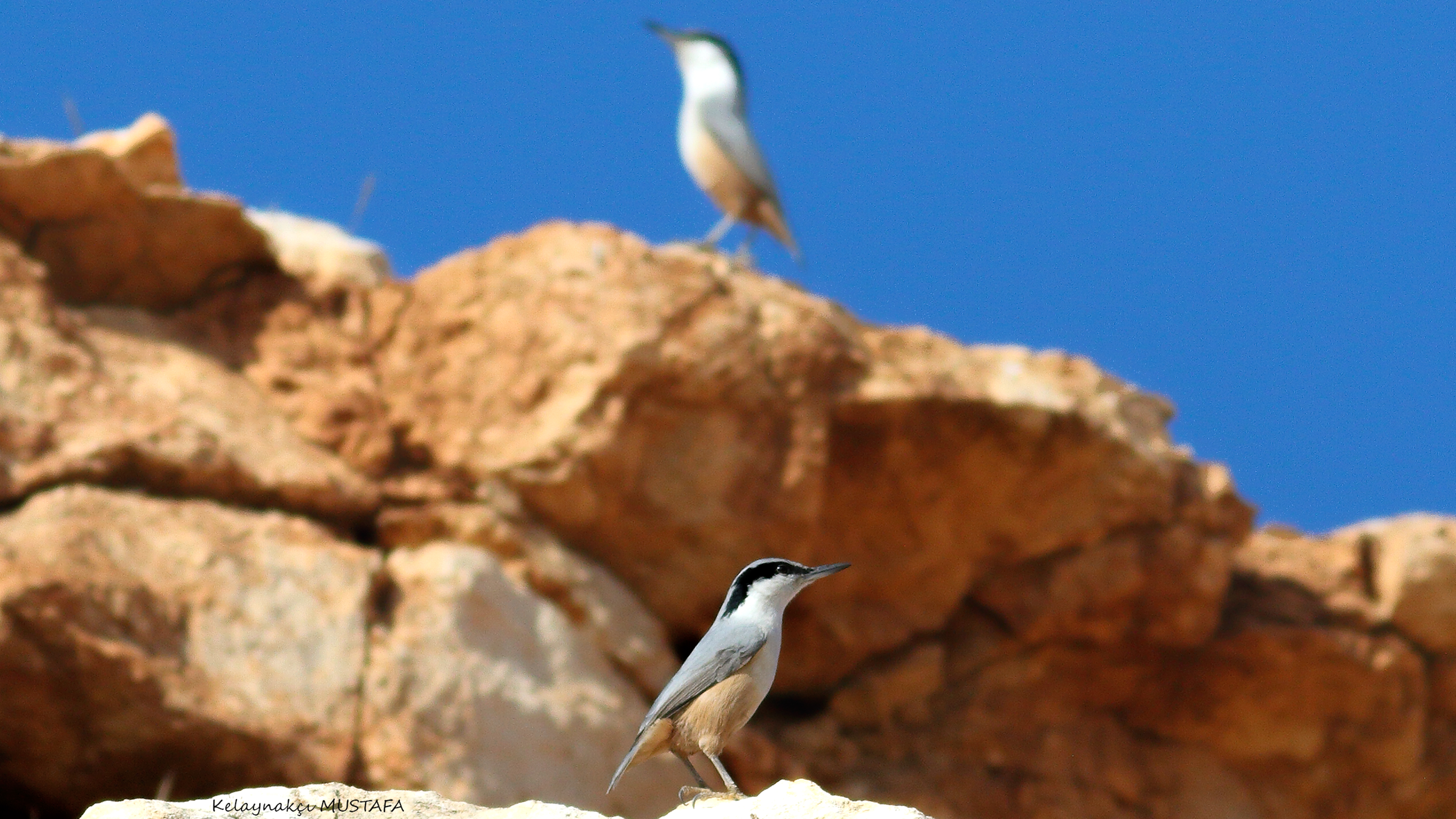 Eastern Rock Nuthatch